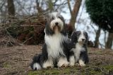 BEARDED COLLIE 443